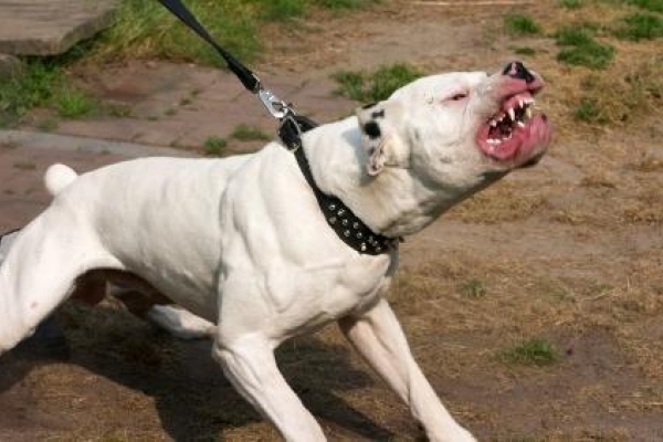 Власників собак, що нападають на людей, пропонують штрафувати на 1000 гривень