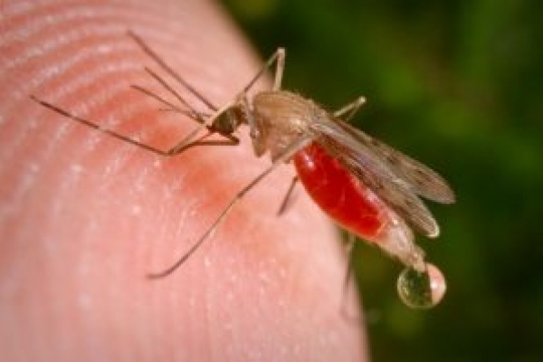 У тернополянина виявили малярію