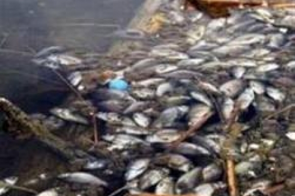 У тернопільському ставі продовжує масово гинути риба