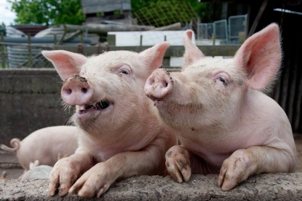Африканська чума свиней на Тернопільщині: як відрізнити заражене м’ясо