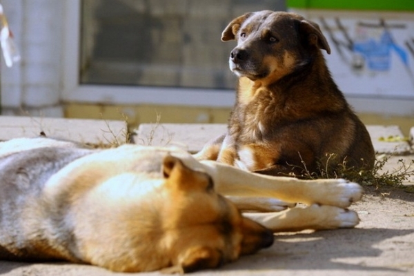 У Тернополі зловмисники нагодували собаку отрутою