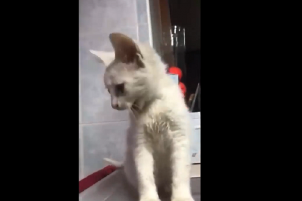 На Тернопільщині чоловік зламав щелепу коту (Відео)