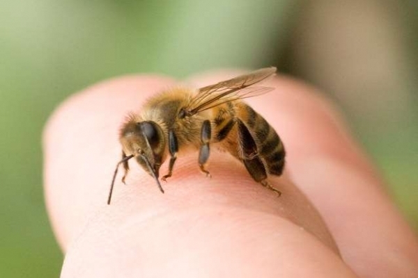 Від укусу бджоли загинув 6-річний хлопчик