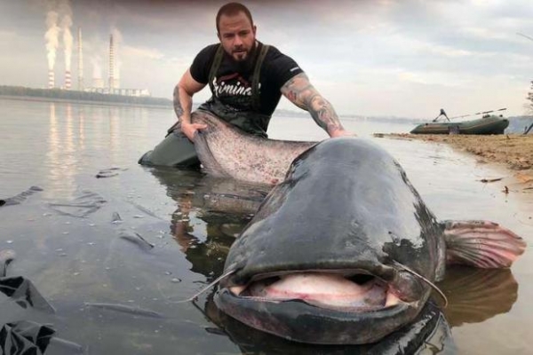 Неймовірно: у Польщі рибалка спіймав сома вагою понад 100 кг (Фото)