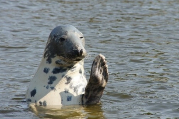Берегова охорона врятувала рибалку від стада тюленів