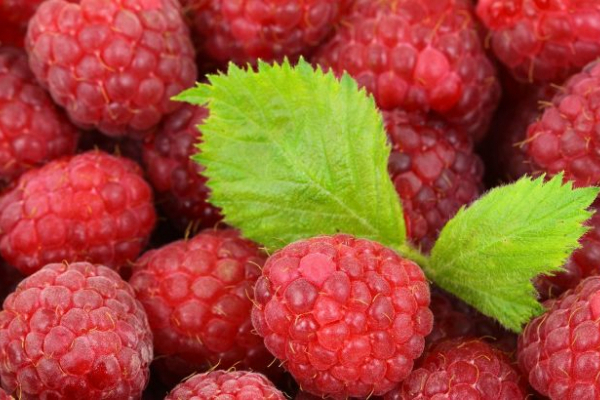 Чому потрібно їсти малину: експерти назвали переваги вживання ягоди